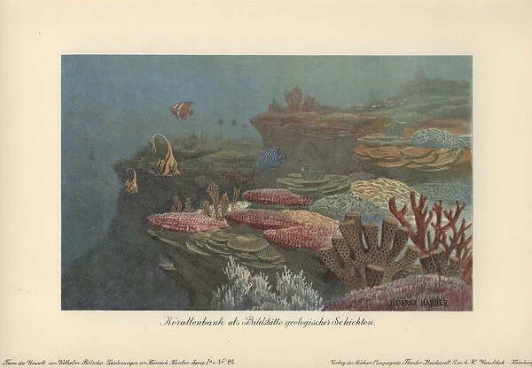 Ancient coral reefs