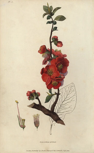 Japanese quince tree, Chaenomeles japonica
