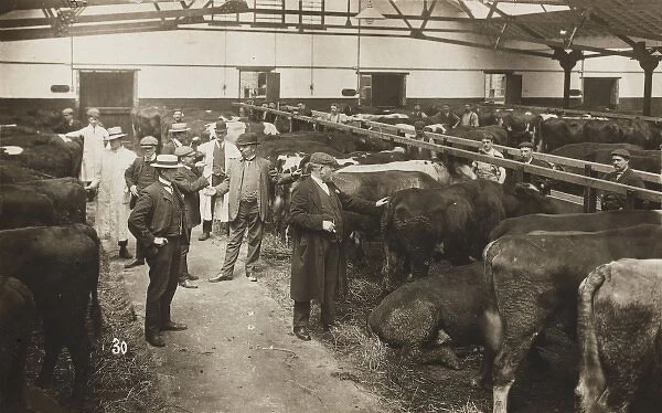 Manchester Ship Canal - Cattle Auction