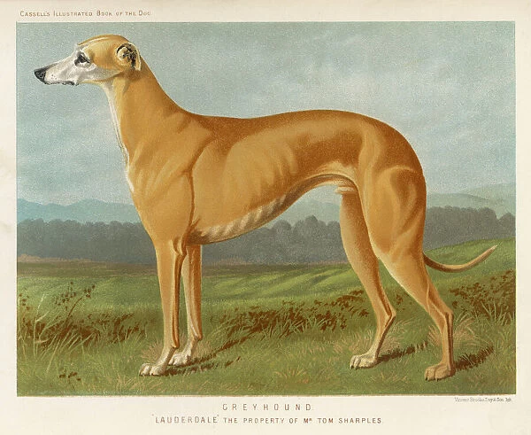 Painting of a Greyhound