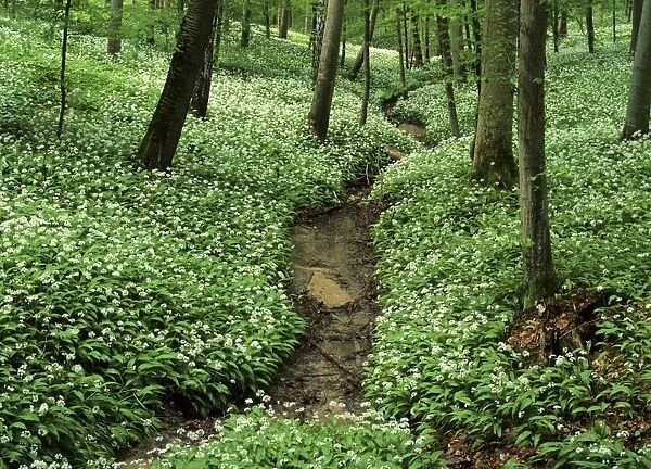 Spring forest with mass population of blooming bear's garlic and brook Baden-Wuerttemberg, Germany