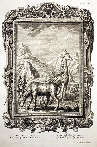 1731 Johann Scheuchzer Bible giraffe