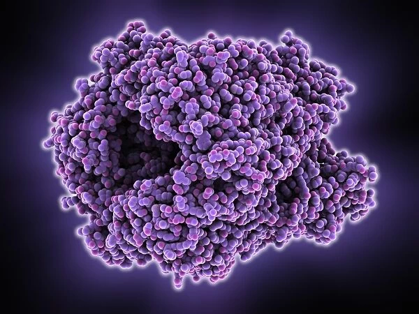 Adenovirus hexon protein