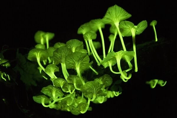 Bioluminescent mushrooms C016  /  6238