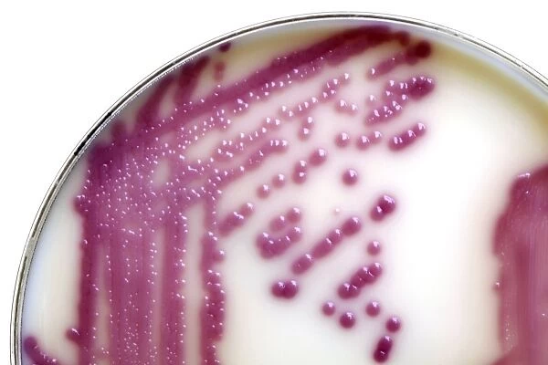 E. coli bacteria in a petri dish