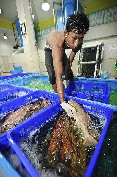 Fish processing plant, Indonesia