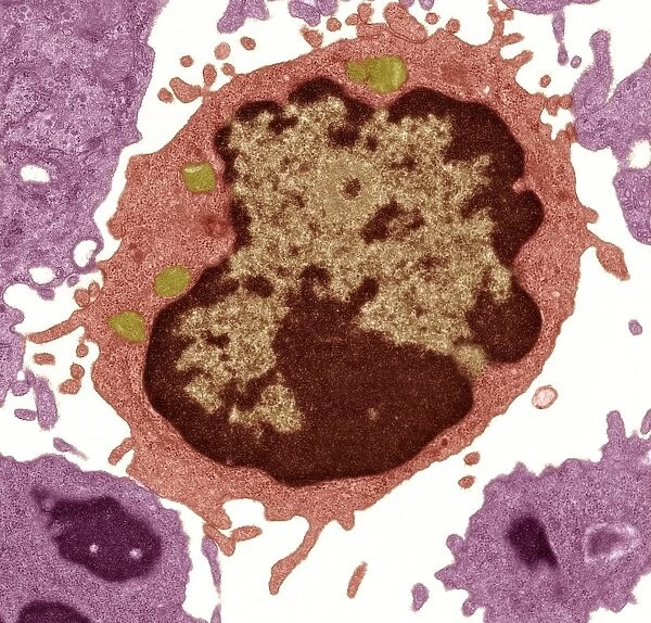 Lymphocyte white blood cell, TEM