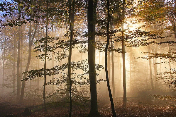Autumnal forest near Kastel-Staadt, Rhineland-Palatinate, Germany, Europe