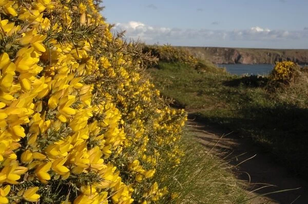 Gorse (Ulex europaeus) growing along the footpath to Marloes Sands, Marloes, Pembrokeshire, Wales, UK