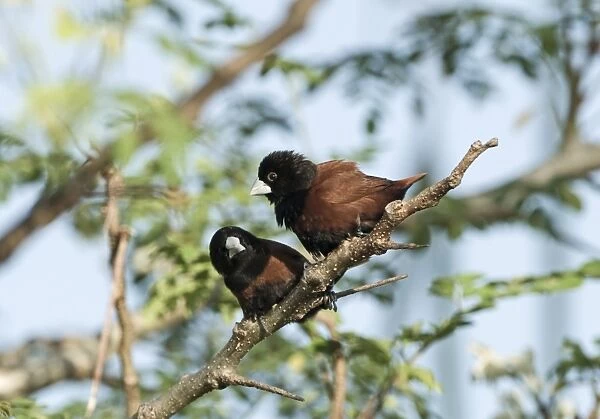 Chestnut Munia (Lonchura atricapilla) two adults, perched on twig, Palawan Island, Philippines