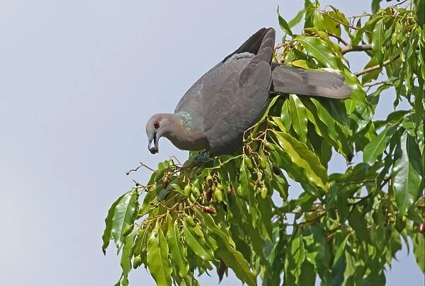 Ring-tailed Pigeon (Patagioenas caribaea) adult, feeding on fruiting tree, Port Antonio, Jamaica, april