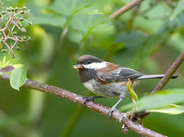 USA, Washington State. A Chestnut-backed Chickadee (Poecile rufescens) perches an
