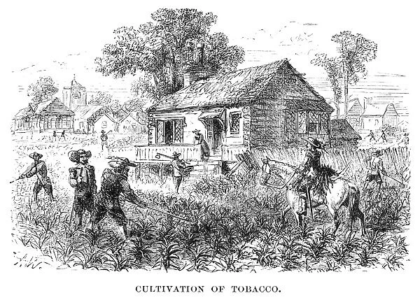 TOBACCO PLANTATION. The cultivation of tobacco in 17th century Virginia. Line engraving, 19th century