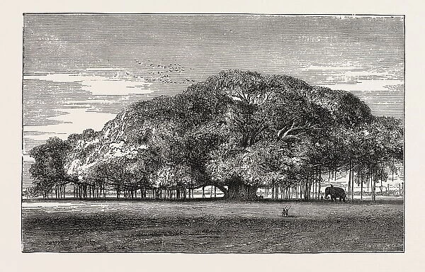 The Great Banyan Tree (Ficus Indica) in the Botanical Gardens, Calcutta, India