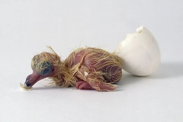 Pigeon (Columba livia) hatched from egg