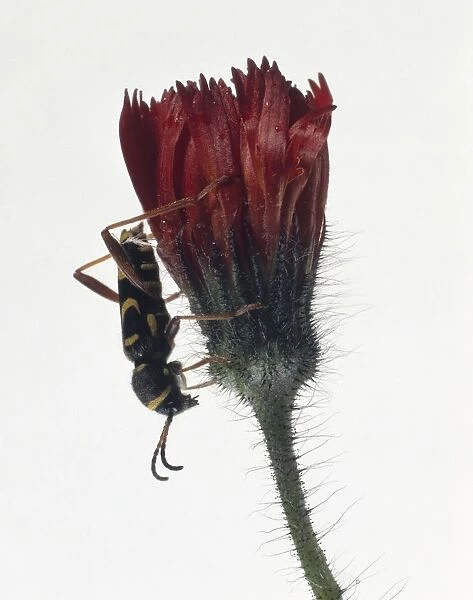 Wasp Beetle (Clytus arietis) on flower head