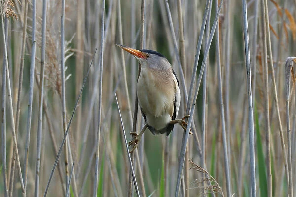 Little Bittern -Ixobrychus minutus-, male in the reeds, Lake Kuhnau, Dessau-Rosslau, Saxony-Anhalt, Germany