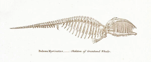 Whale skeleton engraving 1803