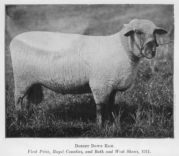 Dorset Down Ram, First Prize, Royal Counties, and Bath and West Shows, 1911 (b  /  w photo)