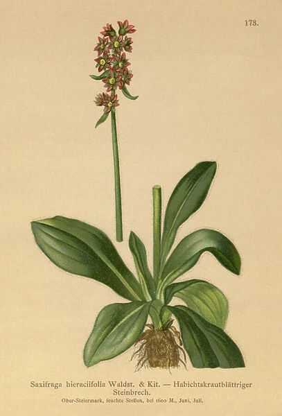 Hawkweed Saxifrage (Saxifraga hieraciifolia) (colour litho)