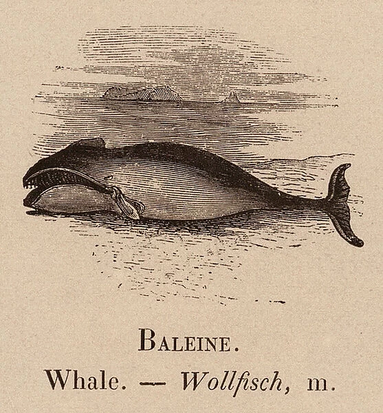 Le Vocabulaire Illustre: Baleine; Whale; Wollfisch (engraving)
