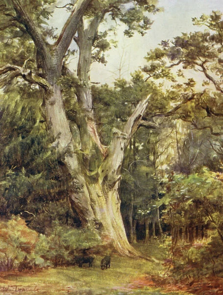 The New Forest: The King at Boldrewood (colour litho)