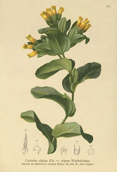 Smooth Honeywort (Cerinthe alpina, Cerinthe glabra subsp. glabra) (colour litho)
