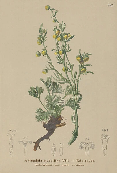 White Genepi (Artemisia mutellina, Artemisia umbelliformis) (colour litho)