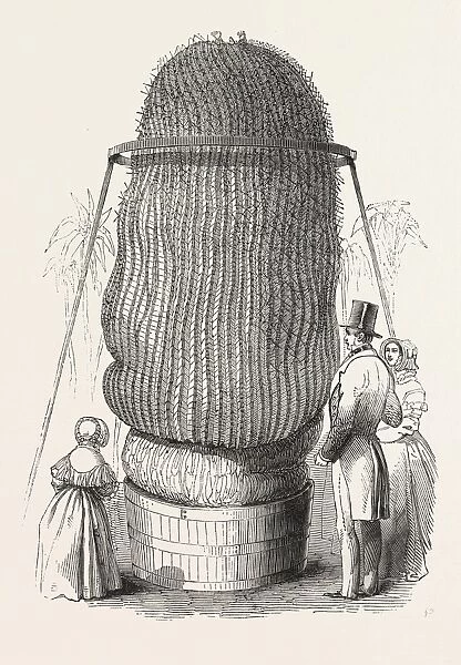 monster Cactus, at the Royal Botanic Gardens, Kew, London, Uk, 1846