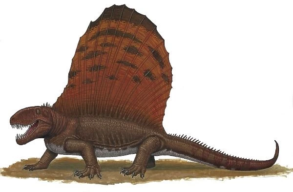 Dimetrodon, an apex predator during the Early Permian period of time