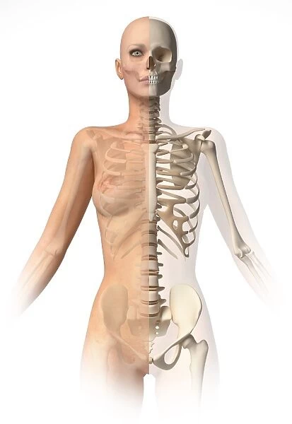 Female body with bone skeleton superimposed