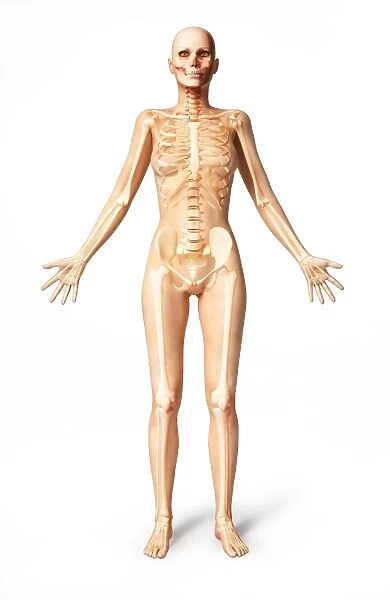 Female standing, with skeletal bones superimposed, front view