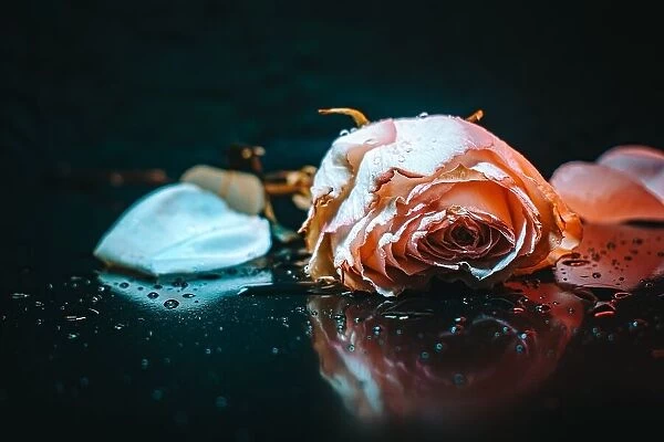 sad rose. Yahia Alsharif