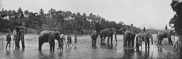 Kandy. Sacred Elephants of the Temple Bathing, c1890, (1910). Artist: Alfred William Amandus Plate