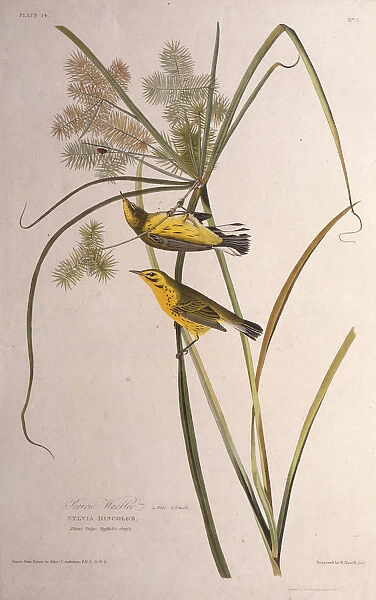 The prairie warbler. From The Birds of America, 1827-1838. Creator: Audubon