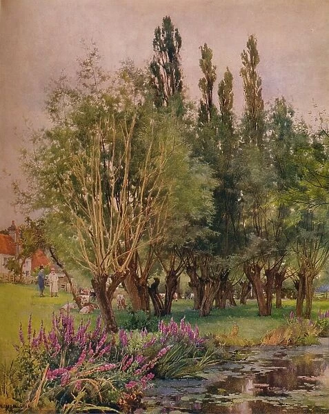 Purple Loosestrife, c1891. Artist: Alfred William Parsons