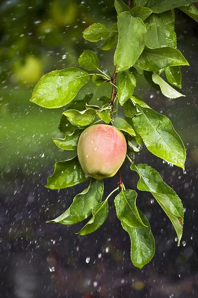 Apple Growing In The Rain In Okanagan Valley; Osoyoos British Columbia Canada