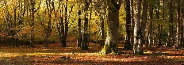 Beech Forest in Autumn, New Forest, Hampshire, England