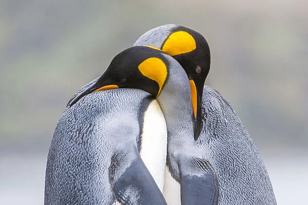 King penguins hugging each other with their necks, mating ritual, South Georgia Island, Antarctica