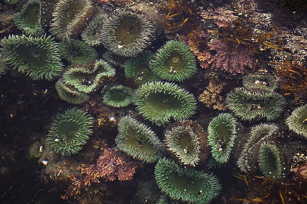 Sea Anemones Underwater; Cape Perpetua, Oregon, United States of America