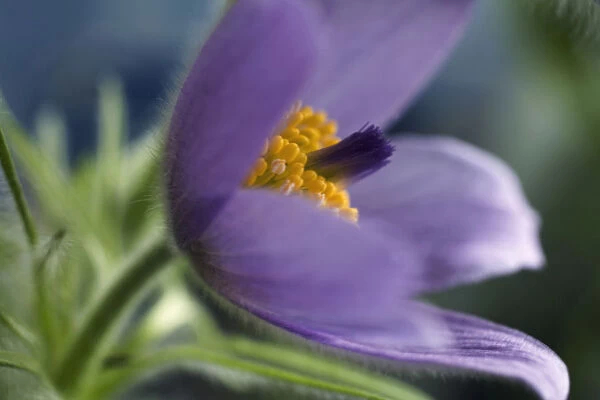 GP_0266. Pulsatilla vulgaris. Pasque flower. Purple subject