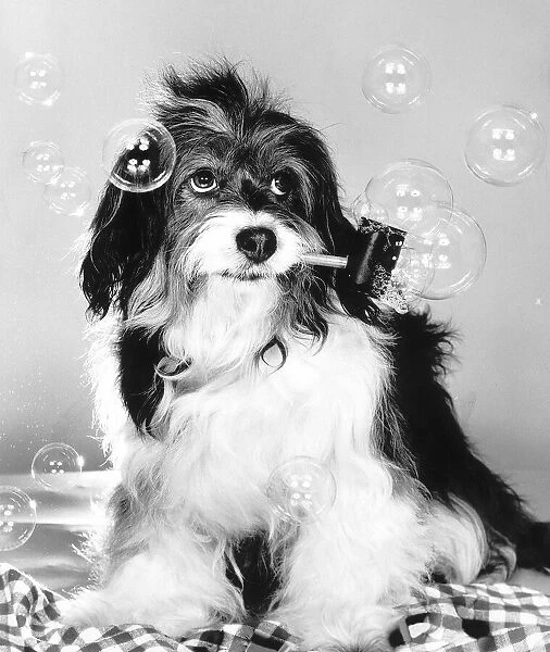Pippin the famous TV dog has learnt the art of bubble blowing