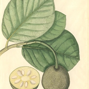 Artocarpus chaplasha, chapalish