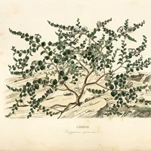 Caper bush or Flinders rose, Capparis spinosa