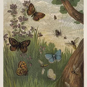 Holly Butterfly 1860