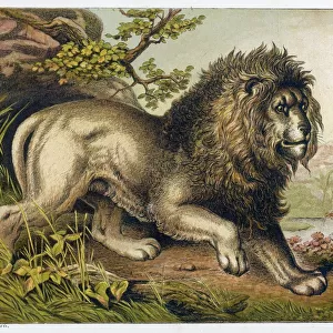 Lion (Kronheim)