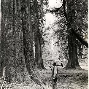 Lumberjack with axe British Columbia, Canada, c. 1920