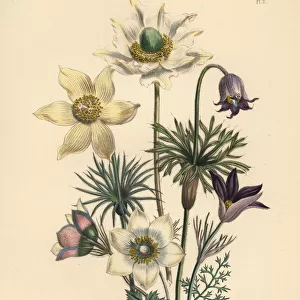 Pasqueflower species