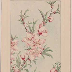 Peach tree branches with leaves and blossoms
