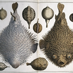 Sphoeroides sp. pufferfish